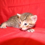 Egyptian Mau, Bronze, Male DOB 9-27-15