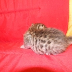 Egyptian Mau, Bronze, Male DOB 9-27-15