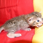 Egyptian Mau, Bronze, Male DOB 9-27-15