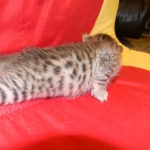 Egyptian Mau, Bronze, Male DOB 9-27-15