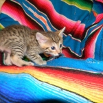 Egyptian Mau, Bronze, Male DOB 9-27-15