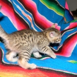 Egyptian Mau, Bronze, Male DOB 9-27-15
