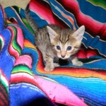 Egyptian Mau, Bronze, Male DOB 9-27-15