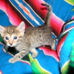 Egyptian Mau, Bronze, Male DOB 9-27-15