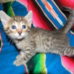 Egyptian Mau, Bronze, Male DOB 9-27-15
