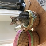 Oz ,Egyptian Mau, Bronze, Male DOB 9-27-15