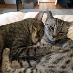 Oz and Luna, Egyptian maus silver and bronze