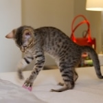 Oz 12-18a