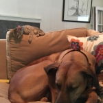 Oz at home