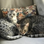 Oz and Luna, Egyptian Maus