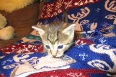 Ezra Egyptian Mau, Bronze Male DOB 9-4-16