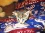 Ezra Egyptian Mau, Bronze Male DOB 9-4-16