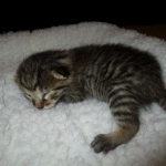 Egyptian Mau, Bronze, Male, DOB 9-4-16