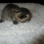 Egyptian Mau, Bronze, Male, DOB 9-4-16