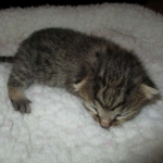 Egyptian Mau, Bronze, Male, DOB 9-4-16