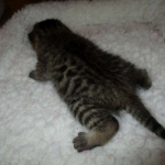 Egyptian Mau, Bronze, Male, DOB 9-4-16