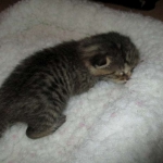 Egyptian Mau, Bronze, Male, DOB 9-4-16