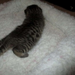 Egyptian Mau, Bronze, Male, DOB 9-4-16