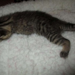 Egyptian Mau, Bronze, Male, DOB 9-4-16