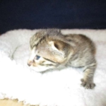 Egyptian Mau, Bronze, Male, DOB 9-4-16