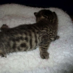 Egyptian Mau, Bronze, Male, DOB 9-4-16