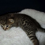 Egyptian Mau, Bronze, Male, DOB 9-4-16