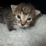 Egyptian Mau, Bronze, Male, DOB 9-4-16