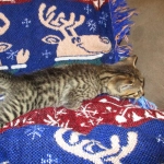 Ezra, Egyptian Mau, Bronze, Male, DOB 9-4-16