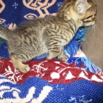 Ezra, Egyptian Mau, Bronze, Male, DOB 9-4-16