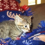 Ezra, Egyptian Mau, Bronze, Male, DOB 9-4-16