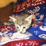 Ezra, Egyptian Mau, Bronze, Male, DOB 9-4-16