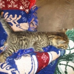 Ezra, Egyptian Mau, Bronze, Male, DOB 9-4-16