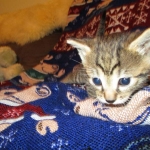 Ezra, Egyptian Mau, Bronze, Male, DOB 9-4-16