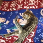 Ezra, Egyptian Mau, Bronze, Male, DOB 9-4-16