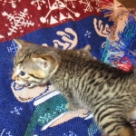 Ezra, Egyptian Mau, Bronze, Male, DOB 9-4-16