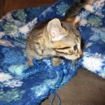 Ezra, Egyptian Mau, Bronze, Male, DOB 9-4-16