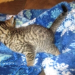 Ezra, Egyptian Mau, Bronze, Male, DOB 9-4-16