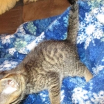 Ezra, Egyptian Mau, Bronze, Male, DOB 9-4-16