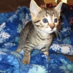 Ezra, Egyptian Mau, Bronze, Male, DOB 9-4-16