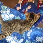 Ezra, Egyptian Mau, Bronze, Male, DOB 9-4-16