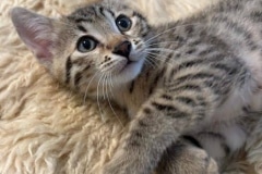 Sampson Egyptian Mau Bronze Male Kitten #1 DOB 4-20-25