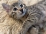 Sampson Egyptian Mau Bronze Male Kitten #1 DOB 4-20-25