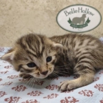 Bronze-Male-Egyptian-Mau-Kitten-a