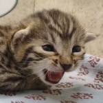 Bronze-Male-Egyptian-Mau-Kitten-b