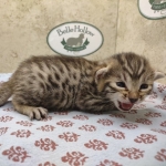 Bronze-Male-Egyptian-Mau-Kitten-c