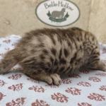 Bronze-Male-Egyptian-Mau-Kitten-d