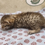 Bronze-Male-Egyptian-Mau-Kitten-e
