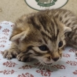 Bronze-Male-Egyptian-Mau-Kitten