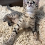 Bronze-Mau-male-kitten-1-Copy