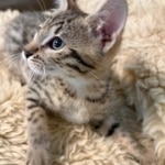 Bronze-Mau-male-kitten-2-Copy